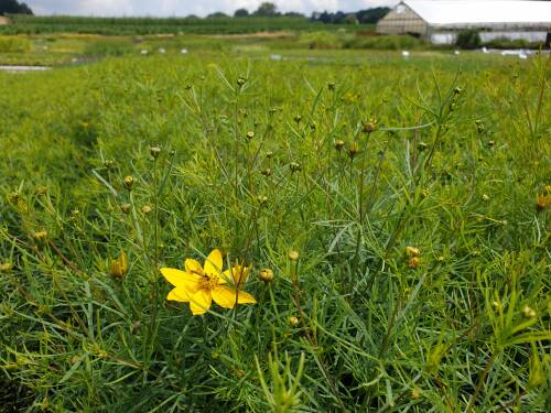 Bild von /bilder/bluehapp/thumb/CORVZA_Coreopsis_verticillata__Zagreb__P0_5__P-2143015001_T-k_K-29_Y-20_94455_aktiv_.jpg