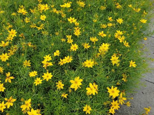 Bild von /bilder/bluehapp/thumb/CORVZA_Coreopsis_verticillata__Zagreb__P0_5__P-2143015001_T-k_K-36_Y-20_28419_aktiv_.jpg