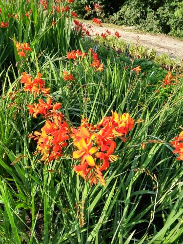 Bild von Crocosmia x-crocosmiflora Emily McKenzie