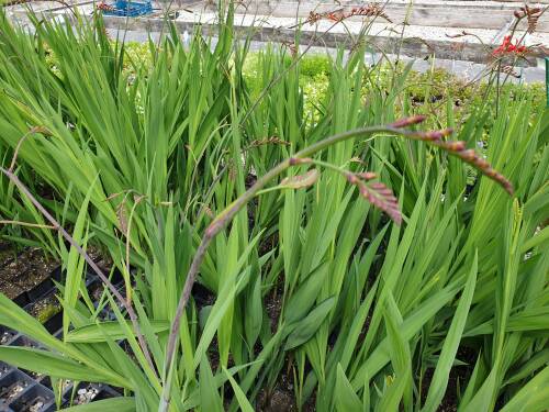 Bild von CROMLU_Crocosmia_masoniorum__Lucifer____P1_0__P-2301010001_T-k_K-28_Y-20_12328_aktiv_.jpg