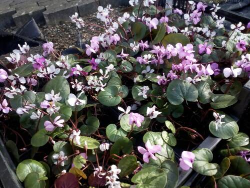 Bild von /bilder/bluehapp/thumb/CYCC_Cyclamen_coum___P0_5__P-2321000001_T-b_K-10_Y-19_34901.jpg