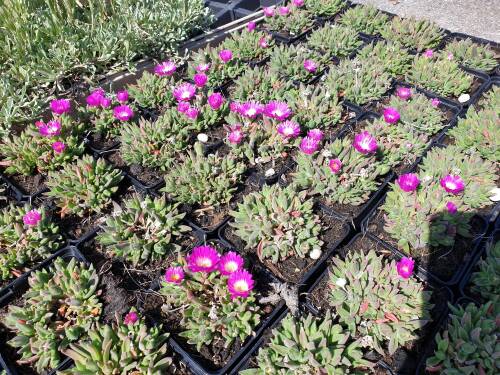 Bild von /bilder/bluehapp/thumb/DELS_Delosperma_sutherlandii_P0_5__P-2406000001_T-b_K-21_Y-19_50219_aktiv_.jpg