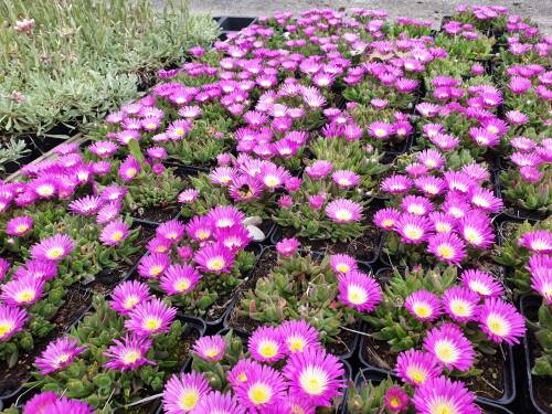 Bild von /bilder/bluehapp/thumb/DELS_Delosperma_sutherlandii_P0_5__P-2406000001_T-b_K-22_Y-19_97103_aktiv_.jpg