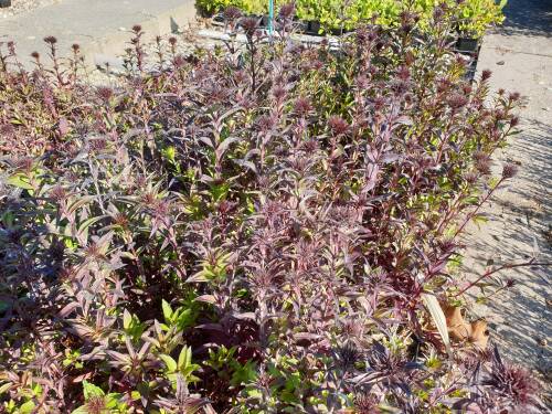 Bild von Diascia barberae Ruby-Field