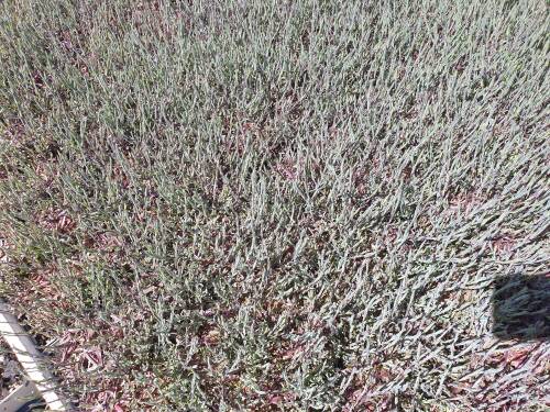 Bild von /bilder/bluehapp/thumb/DIADLE_Dianthus_deltoides__Leuchtfunk__P0_5__P-2443525001_T-k_K-19_Y-21_74364_aktiv_.jpg