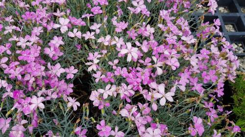 Bild von /bilder/bluehapp/thumb/DIAGBL_Dianthus_gratian___Blauigel__P0_5__P-2442015001_T-b_K-23_Y-19_65268_aktiv_.jpg