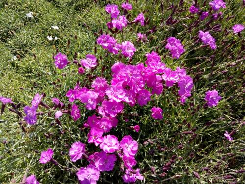 Bild von /bilder/bluehapp/thumb/DIAGEY_Dianthus_gratian___Eydangeri__P0_5__P-2442035001_T-b_K-21_Y-19_89220_aktiv_.jpg