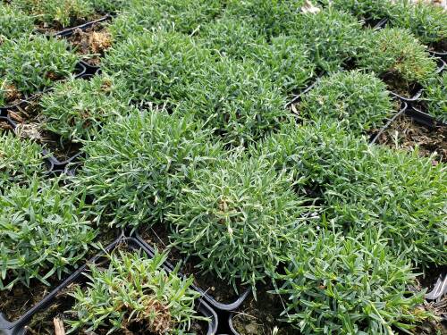 Bild von Dianthus gratianopolitanus La blanche Bourboule