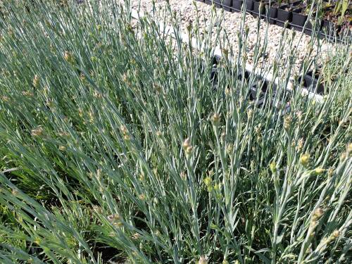 Bild von Dianthus plumarius David
