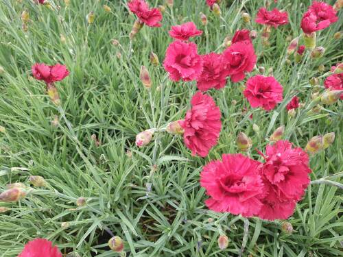 Bild von /bilder/bluehapp/thumb/DIAPMU_Dianthus_plumarius__Munot__P0_5__P-2445565001_T-b_K-23_Y-20_40734_aktiv_.jpg