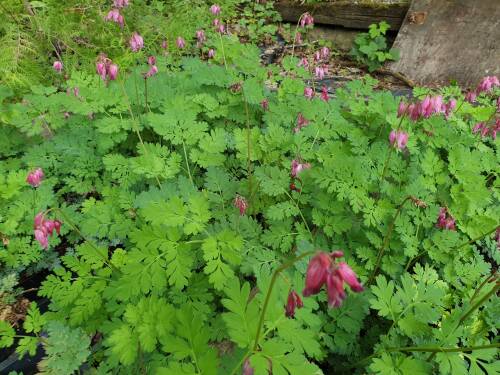 Bild von /bilder/bluehapp/thumb/DICFLU_Dicentra_formosa__Luxuriant__P0_5__P-2481520001_T-b_K-22_Y-20_33428_aktiv_.jpg