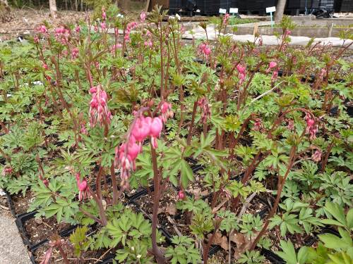Bild von /bilder/bluehapp/thumb/DICS_Dicentra_spectabilis___P1_0__P-2482000001_T-b_K-15_Y-19_20383_aktiv_.jpg