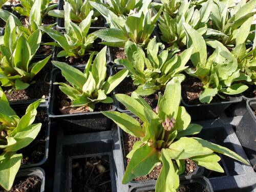 Bild von DODM_Dodecatheon_meadia_P0_5__P-2581000001_T-k_K-16_Y-20_79688_aktiv_.jpg