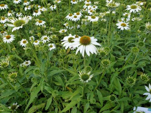 Bild von /bilder/bluehapp/thumb/ECHHAV_Echinacea_x_cult___Avalanche___R__P1_0__P-2720510001_T-b_K-29_Y-19_74020_aktiv_.jpg