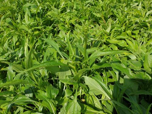 Bild von ECHHAV_Echinacea_x_cult___Avalanche___R__P1_0__P-2720510001_T-k_K-23_Y-19_32941_aktiv_.jpg