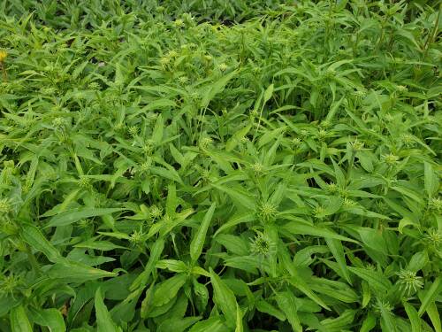 Bild von ECHHAV_Echinacea_x_cult___Avalanche___R__P1_0__P-2720510001_T-k_K-25_Y-19_88202_aktiv_.jpg