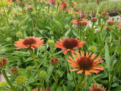 Bild von /bilder/bluehapp/thumb/ECHHOS_Echinacea_x_cult___Orange_Skipper__P1_0__P-2720543001_T-b_K-28_Y-19_16708_aktiv_.jpg