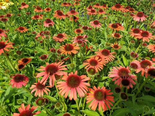 Bild von /bilder/bluehapp/thumb/ECHHOS_Echinacea_x_cult___Orange_Skipper__P1_0__P-2720543001_T-b_K-32_Y-19_31092_aktiv_.jpg