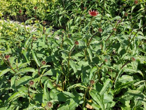 Bild von ECHHSD_Echinacea_x_cult___Sundown__R__C1_0__P-2720551001_T-k_K-38_Y-19_75474_aktiv_.jpg