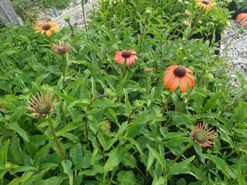 Bild von /bilder/bluehapp/thumb/ECHHTD_Echinacea_x_cult___Tangerine_Dream_RP1_0__P-2720566001_T-k_K-37_Y-20_49663_aktiv_.jpg