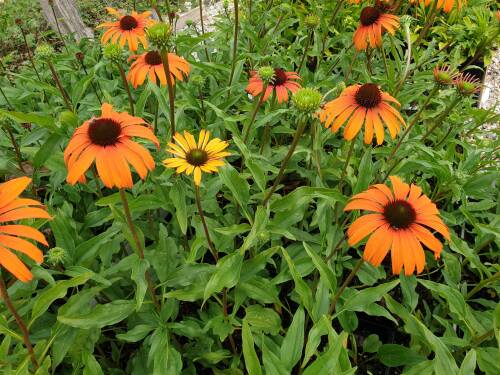 Bild von /bilder/bluehapp/thumb/ECHHTD_Echinacea_x_cult___Tangerine_Dream_RP1_0__P-2720566001_T-k_K-38_Y-20_20604_aktiv_.jpg
