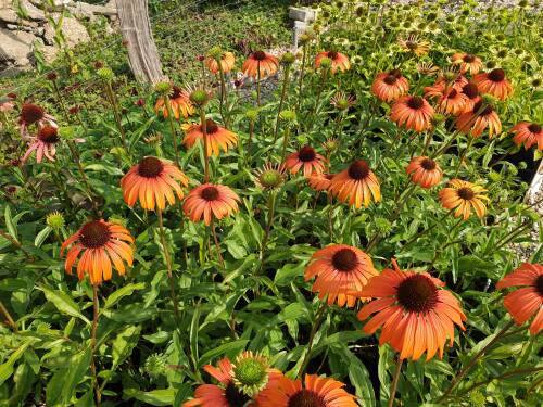Bild von /bilder/bluehapp/thumb/ECHHTD_Echinacea_x_cult___Tangerine_Dream_RP1_0__P-2720566001_T-k_K-39_Y-20_14654_aktiv_.jpg