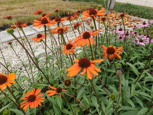 Bild von /bilder/bluehapp/thumb/ECHHTT_Echinacea_x_cult___Tiki_Torch__R__P1_0__P-2721080001_T-k_K-40_Y-20_34129_aktiv_.jpg