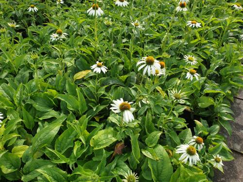 Bild von /bilder/bluehapp/thumb/ECHPAL_Echinacea_purpurea__Alba__P0_5__P-2721010001_T-k_K-39_Y-20_48034_aktiv_.jpg