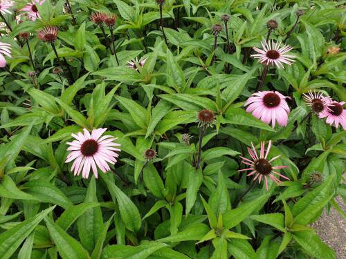 Bild von ECHPAU_Echinacea_purp___Augustk_nigin__R__P1_0__P-2721012501_T-k_K-36_Y-20_28700_aktiv_.jpg