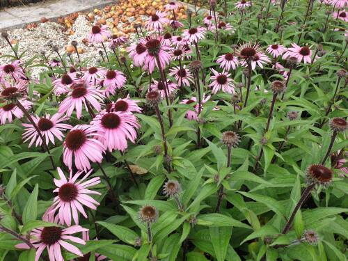 Bild von ECHPAU_Echinacea_purp___Augustk_nigin__R__P1_0__P-2721012501_T-k_K-40_Y-20_25142_aktiv_.jpg