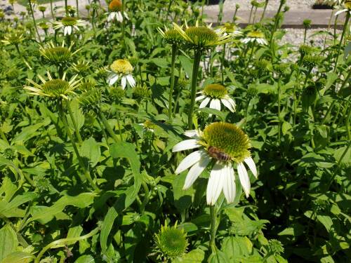 Bild von /bilder/bluehapp/thumb/ECHPCLI_Echinacea_purpurea__Coconut_Lime__S_P1_0__P-2721012801_T-b_K-27_Y-19_25216_aktiv_.jpg
