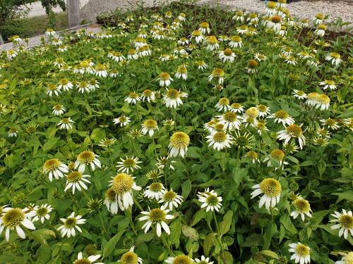 Bild von /bilder/bluehapp/thumb/ECHPCLI_Echinacea_purpurea__Coconut_Lime__S_P1_0__P-2721012801_T-b_K-28_Y-19_12468_aktiv_.jpg