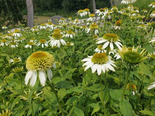Bild von /bilder/bluehapp/thumb/ECHPCLI_Echinacea_purpurea__Coconut_Lime__S_P1_0__P-2721012801_T-b_K-28_Y-19_79630_aktiv_.jpg