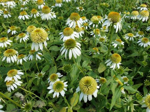 Bild von /bilder/bluehapp/thumb/ECHPCLI_Echinacea_purpurea__Coconut_Lime__S_P1_0__P-2721012801_T-b_K-29_Y-19_33984_aktiv_.jpg