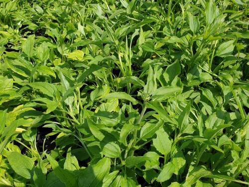 Bild von Echinacea purpurea Coconut-Lime