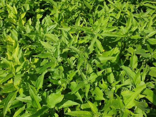 Bild von /bilder/bluehapp/thumb/ECHPCLI_Echinacea_purpurea__Coconut_Lime__S_P1_0__P-2721012801_T-k_K-24_Y-19_72496_aktiv_.jpg