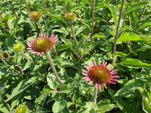 Bild von /bilder/bluehapp/thumb/ECHPDC_Echinacea_pur___Delicius_Candy__R__P1_0__P-2721019001_T-b_K-30_Y-19_99657_aktiv_.jpg