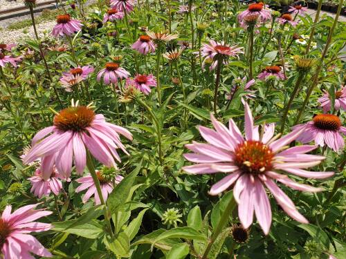 Bild von Echinacea purp. Apricot Rainbow Marcella