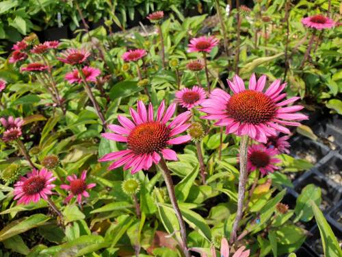 Bild von /bilder/bluehapp/thumb/ECHPFA_Echinacea_pur___Fatal_Attraction__R_P1_0__P-2721035001_T-b_K-39_Y-19_57060_aktiv_.jpg