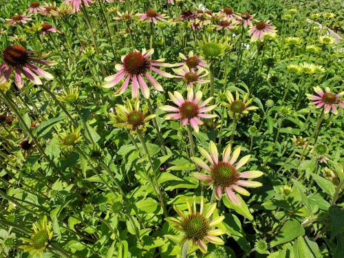 Bild von /bilder/bluehapp/thumb/ECHPGEN_Echinacea_purpurea__Green_Envy__R__P1_0__P-2720525001_T-b_K-31_Y-20_76408_aktiv_.jpg