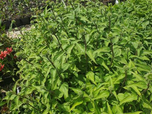 Bild von /bilder/bluehapp/thumb/ECHPGEN_Echinacea_purpurea__Green_Envy__R__P1_0__P-2720525001_T-k_K-28_Y-20_33212_aktiv_.jpg