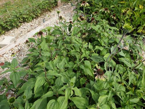 Bild von /bilder/bluehapp/thumb/ECHPGEN_Echinacea_purpurea__Green_Envy__R__P1_0__P-2720525001_T-k_K-37_Y-19_29269_aktiv_.jpg