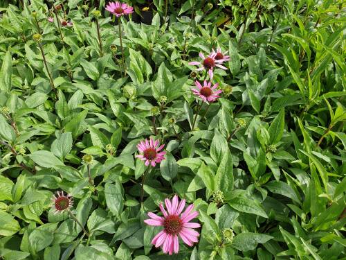 Bild von /bilder/bluehapp/thumb/ECHPLM_Echinacea_purpurea__Little_Magnus__P1_0__P-2721020501_T-b_K-37_Y-19_10819_aktiv_.jpg