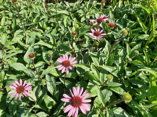 Bild von /bilder/bluehapp/thumb/ECHPLM_Echinacea_purpurea__Little_Magnus__P1_0__P-2721020501_T-b_K-38_Y-19_35713_aktiv_.jpg