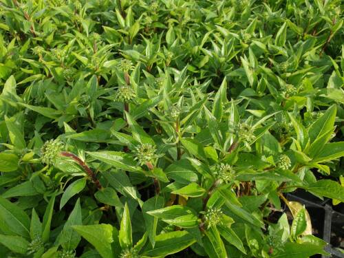 Bild von /bilder/bluehapp/thumb/ECHPLM_Echinacea_purpurea__Little_Magnus__P1_0__P-2721020501_T-k_K-26_Y-20_24347_aktiv_.jpg