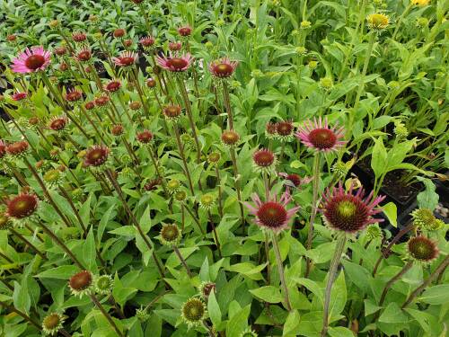 Bild von /bilder/bluehapp/thumb/ECHPLM_Echinacea_purpurea__Little_Magnus__P1_0__P-2721020501_T-k_K-29_Y-20_41142_aktiv_.jpg