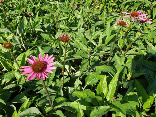 Bild von /bilder/bluehapp/thumb/ECHPLM_Echinacea_purpurea__Little_Magnus__P1_0__P-2721020501_T-k_K-36_Y-19_52718_aktiv_.jpg