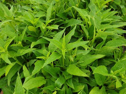 Bild von /bilder/bluehapp/thumb/ECHPMI_Echinacea_purp___Milkshake__R__P1_0__P-2721043501_T-k_K-24_Y-20_84362_aktiv_.jpg