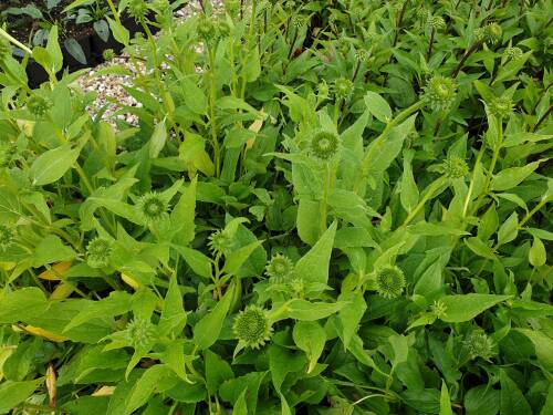 Bild von /bilder/bluehapp/thumb/ECHPMI_Echinacea_purp___Milkshake__R__P1_0__P-2721043501_T-k_K-27_Y-20_71112_aktiv_.jpg