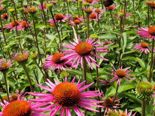 Bild von /bilder/bluehapp/thumb/ECHPPB_Echinacea_purp___Pica_Bella__R__P1_0__P-2720544001_T-b_K-31_Y-19_14116_aktiv_.jpg